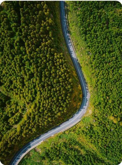 Carretera entre un bosque